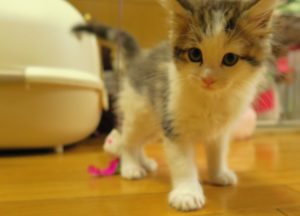 子猫のイメージ