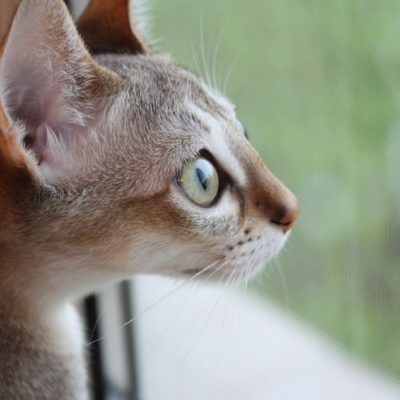 ペット物件イメージ
