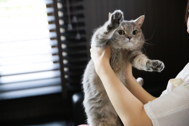 猫のイメージ