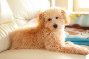 犬イメージ