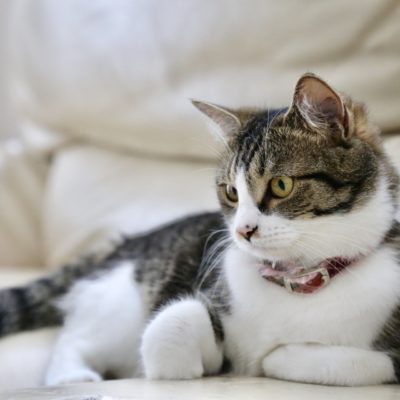 ペットの猫のイメージ