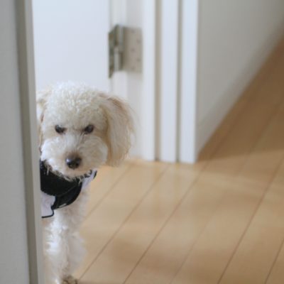 ペットの犬のイメージ