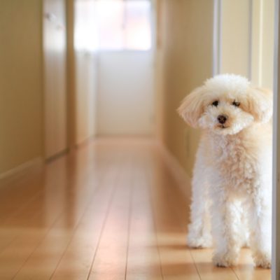 ペットの犬