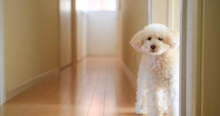 ペットの犬