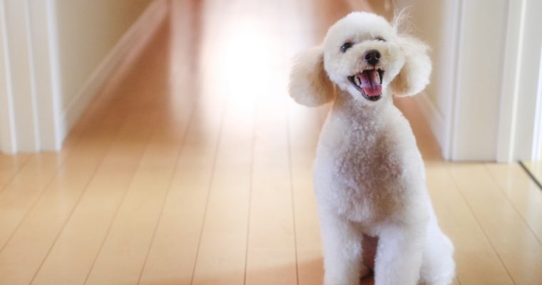 ペットの犬のイメージ