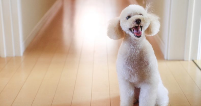 ペットの犬のイメージ