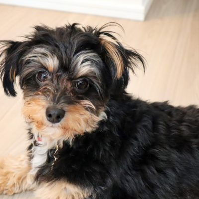 犬