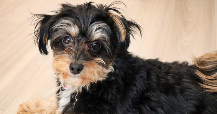 犬