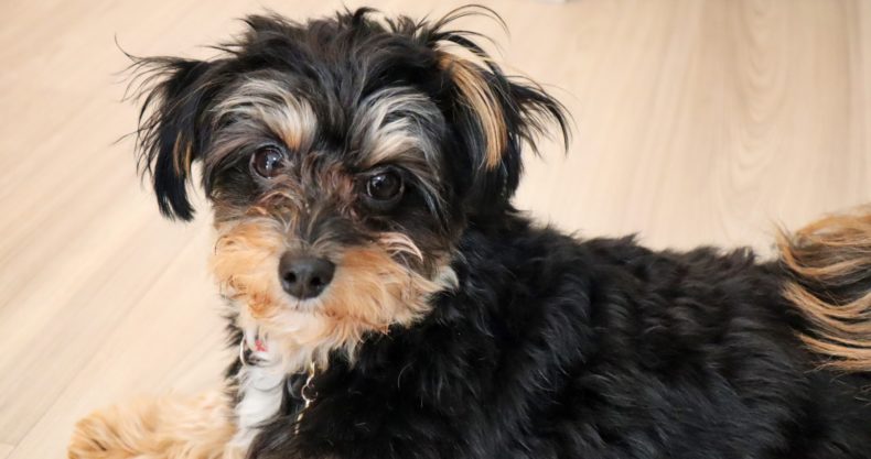 犬